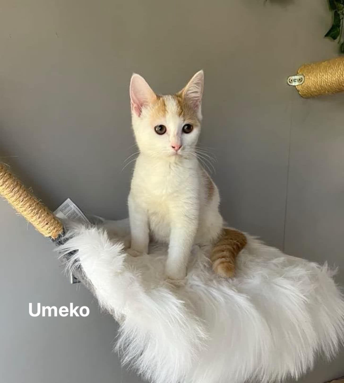 Umeko Umeko